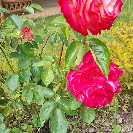 Enklawa Przy Plazy *