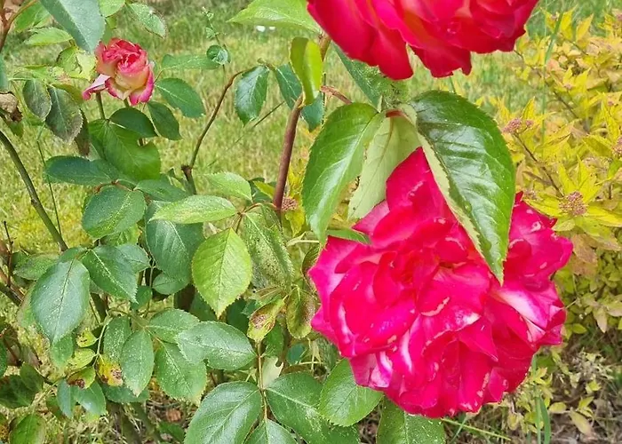 Enklawa Przy Plazy *